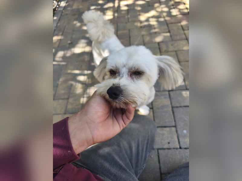 Hannes - liebt es zu Kuscheln