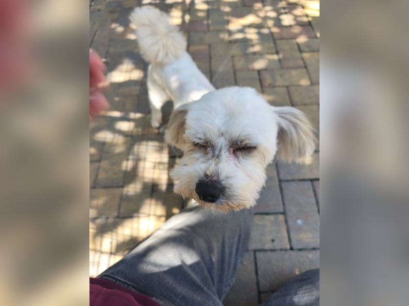 Hannes - liebt es zu Kuscheln
