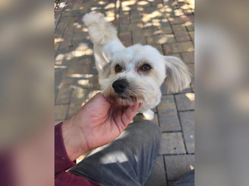 Hannes - liebt es zu Kuscheln