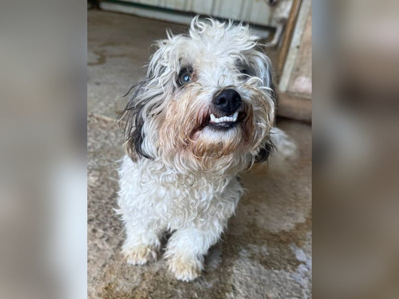 ♥SMILEY♥ ab 4. Sep auf Pflegestelle bei Köln - süßer, ruhiger und liebenswürdiger Junghund 25cm