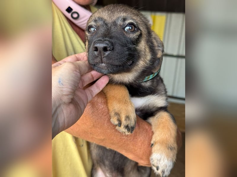 ♥JESSY♥ ab 4. Sep auf Pflegestelle bei Köln-zuckersüße, ganz aufgeschlossene Welpin 20 cm (wachsend)