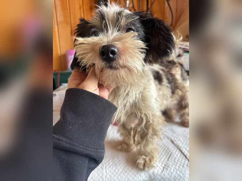 ♥PEGGY♥ ab 9.Okt auf Pflegestelle bei Köln - zuckersüße, aktive, zierliche kleine Junghündin 18cm