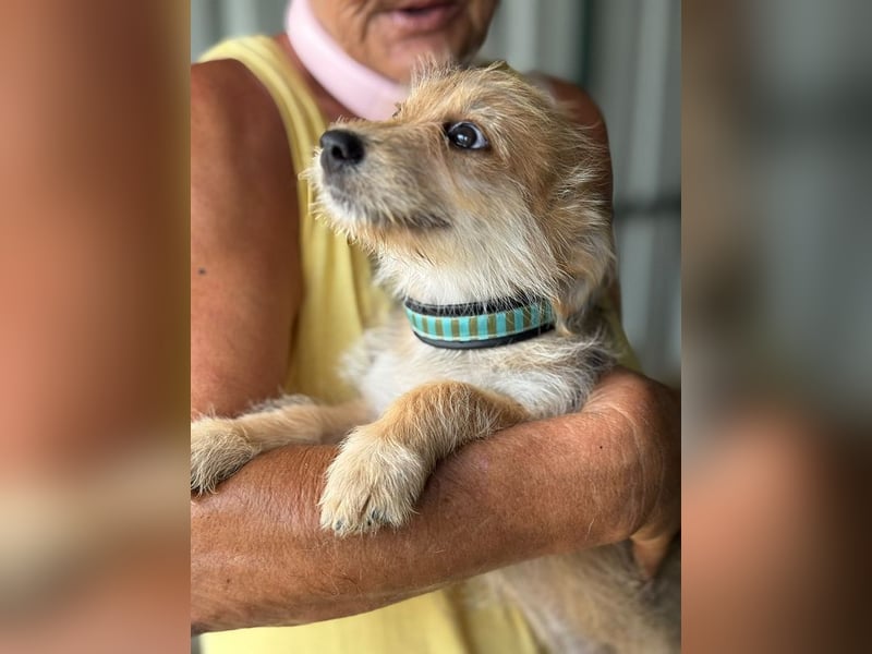 ♥JUDY♥ ab 4. Sep auf Pflegestelle bei Köln -zuckersüße, ganz aufgeschlossene Welpin 20 cm (wachsend)