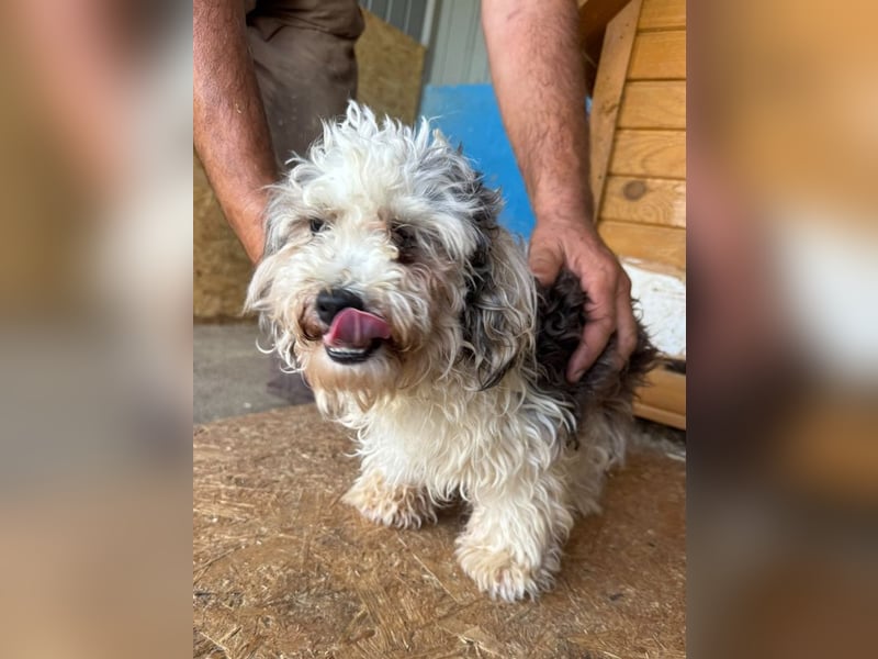 ♥SMILEY♥ ab 4. Sep auf Pflegestelle bei Köln - süßer, ruhiger und liebenswürdiger Junghund 25cm
