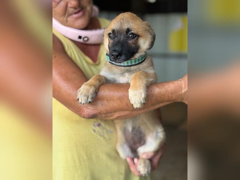 ♥JOSY♥ ab 4. Sep auf Pflegestelle bei Köln - süße, verspielte Welpin 20 cm (wachsend)