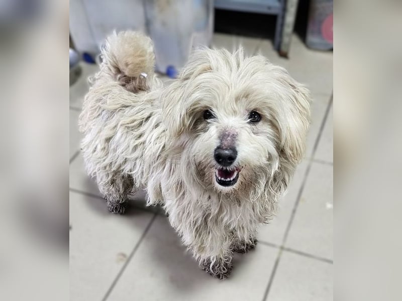 ♥WINFRED♥ ab 21. Mär auf Pflegestelle bei Duisburg-süßer, verschmuster kleiner Wuschel-Mix-Rüde 25cm