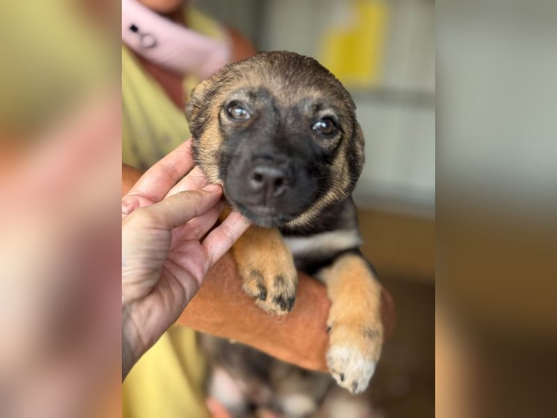 ♥JESSY♥ ab 4. Sep auf Pflegestelle bei Köln-zuckersüße, ganz aufgeschlossene Welpin 20 cm (wachsend)
