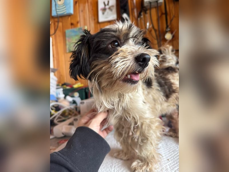 ♥PEGGY♥ ab 9.Okt auf Pflegestelle bei Köln - zuckersüße, aktive, zierliche kleine Junghündin 18cm