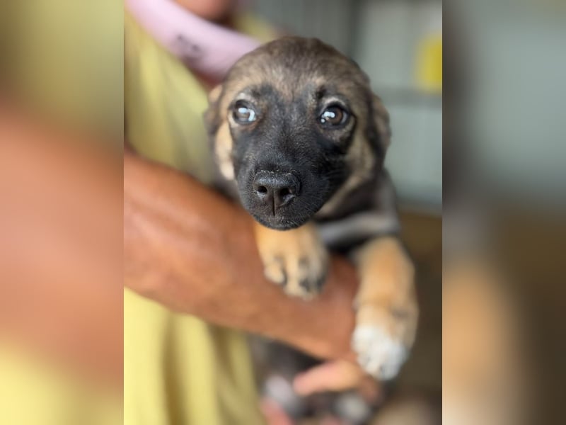 ♥JESSY♥ ab 4. Sep auf Pflegestelle bei Köln-zuckersüße, ganz aufgeschlossene Welpin 20 cm (wachsend)