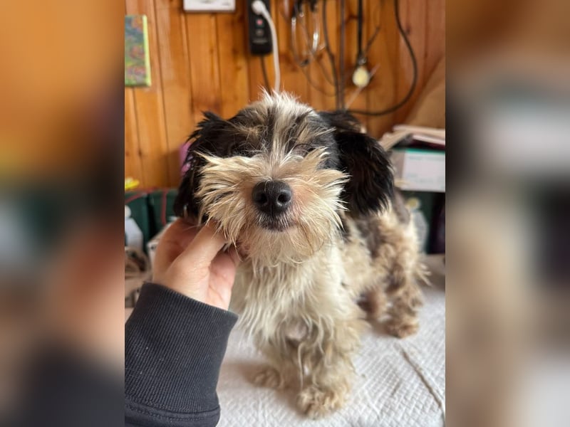 ♥PEGGY♥ ab 9.Okt auf Pflegestelle bei Köln - zuckersüße, aktive, zierliche kleine Junghündin 18cm