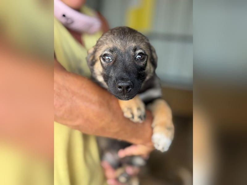 ♥JESSY♥ ab 4. Sep auf Pflegestelle bei Köln-zuckersüße, ganz aufgeschlossene Welpin 20 cm (wachsend)