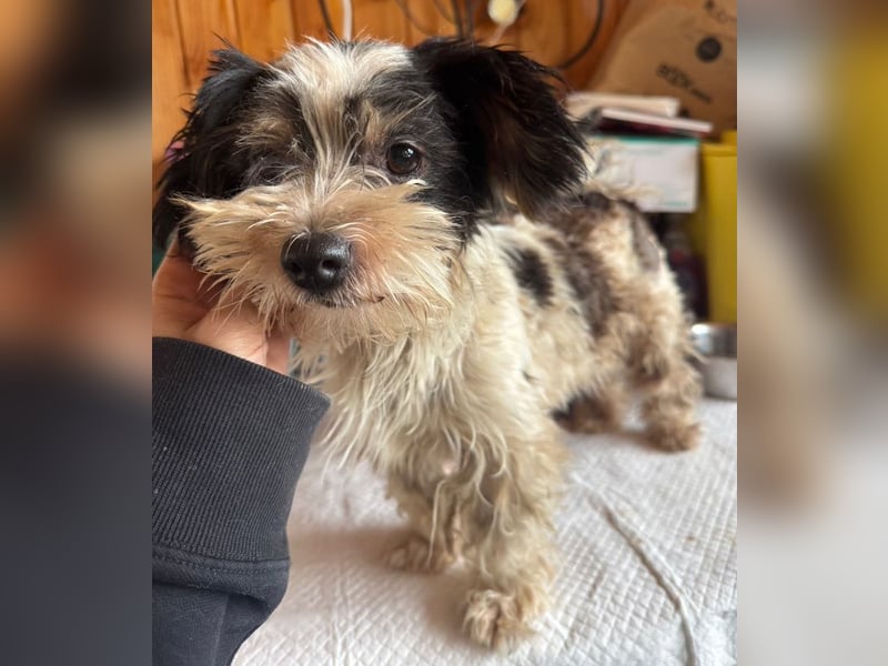 ♥PEGGY♥ ab 9.Okt auf Pflegestelle bei Köln - zuckersüße, aktive, zierliche kleine Junghündin 18cm