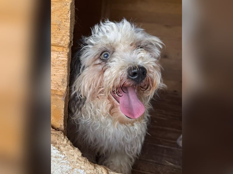 ♥SMILEY♥ ab 4. Sep auf Pflegestelle bei Köln - süßer, ruhiger und liebenswürdiger Junghund 25cm