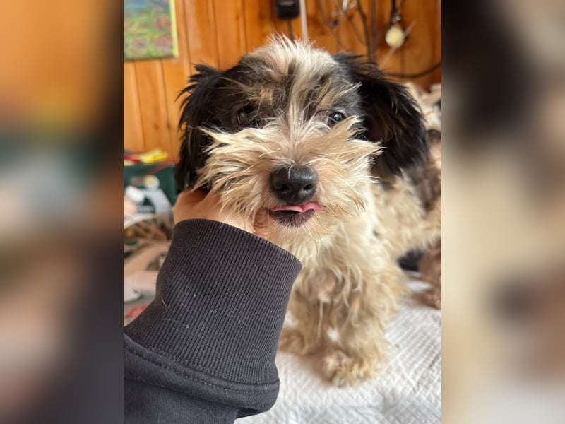 ♥PEGGY♥ ab 9.Okt auf Pflegestelle bei Köln - zuckersüße, aktive, zierliche kleine Junghündin 18cm