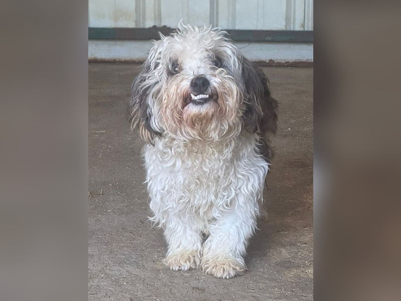 ♥SMILEY♥ neu auf Pflegestelle bei Köln - süßer, ruhiger und liebenswürdiger Junghund 25cm