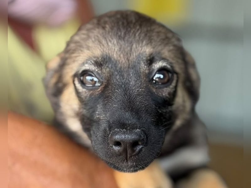 ♥JESSY♥ ab 4. Sep auf Pflegestelle bei Köln-zuckersüße, ganz aufgeschlossene Welpin 20 cm (wachsend)