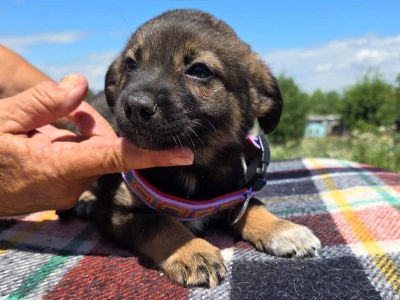 ♥JESSY♥ ab 4. Sep auf Pflegestelle bei Köln-zuckersüße, ganz aufgeschlossene Welpin 20 cm (wachsend)