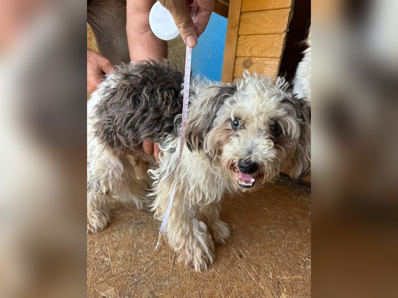 ♥SMILEY♥ ab 4. Sep auf Pflegestelle bei Köln - süßer, ruhiger und liebenswürdiger Junghund 25cm