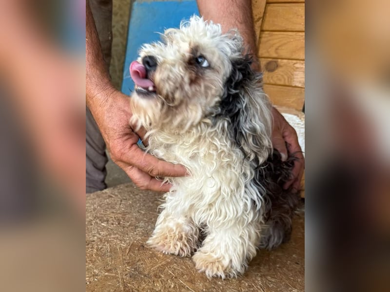 ♥SMILEY♥ neu auf Pflegestelle bei Köln - süßer, ruhiger und liebenswürdiger Junghund 25cm