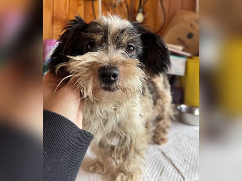 ♥PEGGY♥ ab 9.Okt auf Pflegestelle bei Köln - zuckersüße, aktive, zierliche kleine Junghündin 18cm