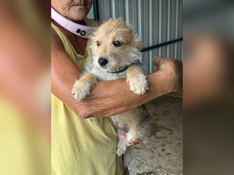 ♥JUDY♥ ab 4. Sep auf Pflegestelle bei Köln -zuckersüße, ganz aufgeschlossene Welpin 20 cm (wachsend)
