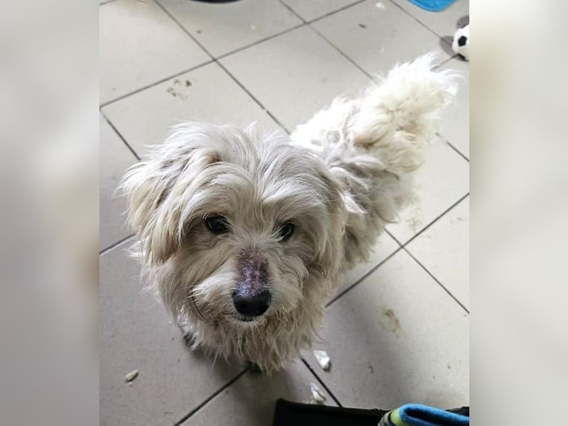 ♥WINFRED♥ ab 21. Mär auf Pflegestelle bei Duisburg-süßer, verschmuster kleiner Wuschel-Mix-Rüde 25cm