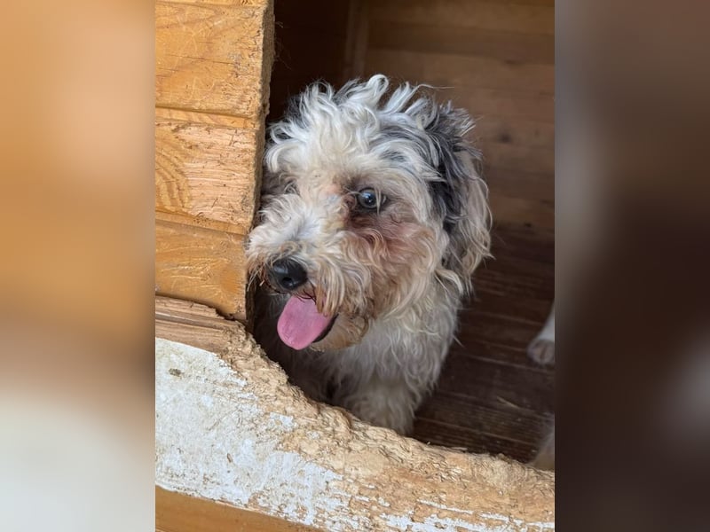 ♥SMILEY♥ neu auf Pflegestelle bei Köln - süßer, ruhiger und liebenswürdiger Junghund 25cm