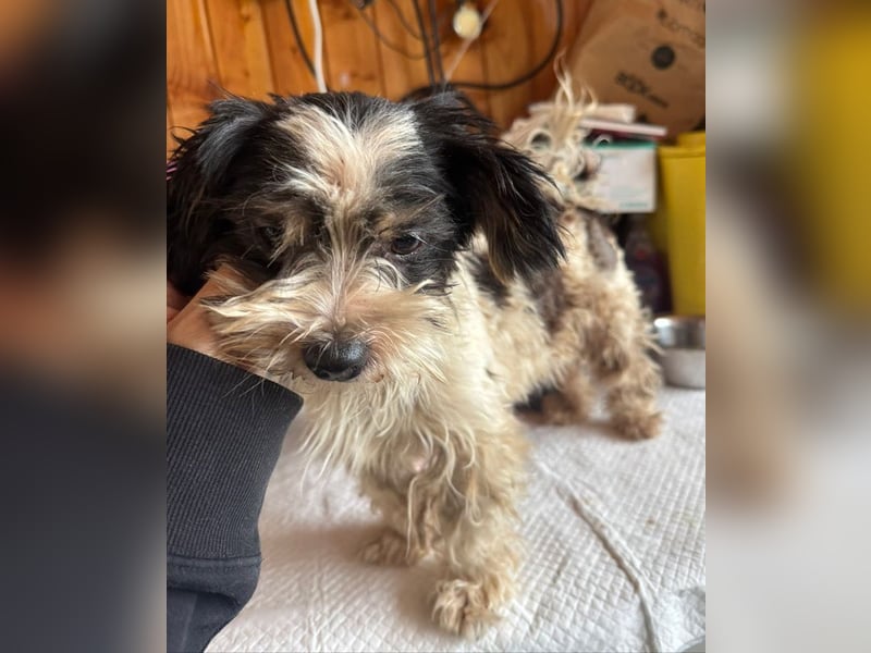 ♥PEGGY♥ ab 9.Okt auf Pflegestelle bei Köln - zuckersüße, aktive, zierliche kleine Junghündin 18cm