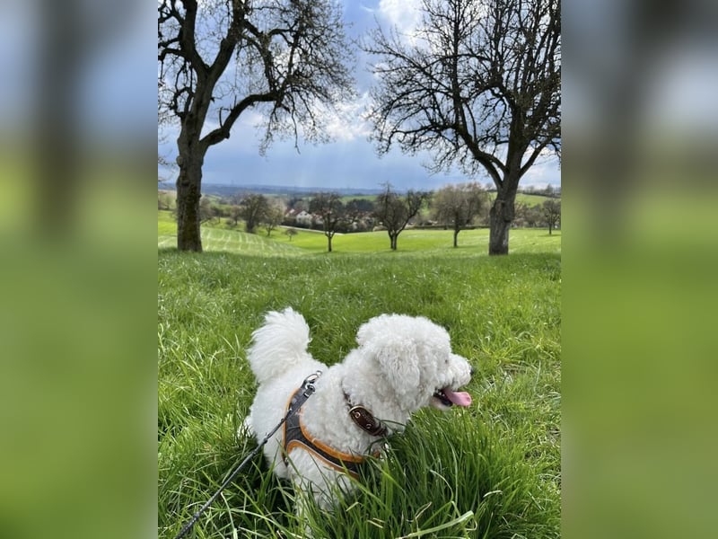 Reinrassiger Bichon Frisé Deckrüde