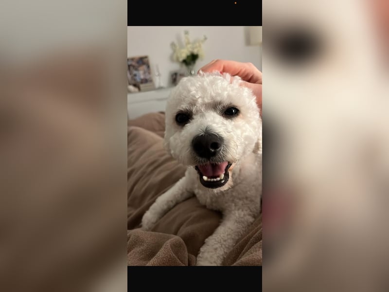 Reinrassiger Bichon Frisé Deckrüde