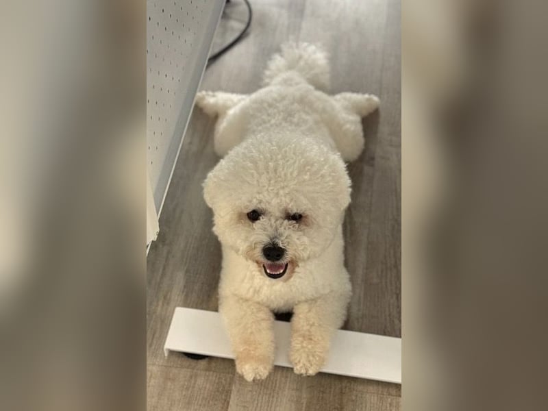 Reinrassiger Bichon Frisé Deckrüde
