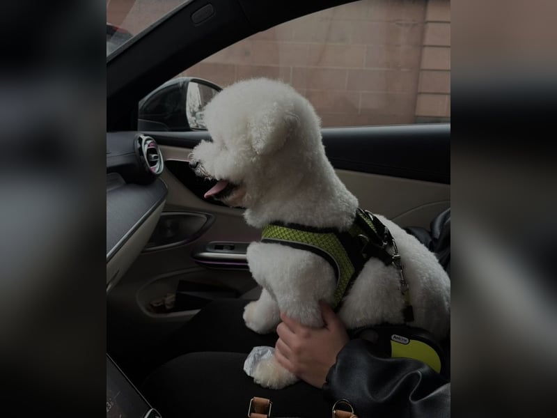 Reinrassiger Bichon Frisé Deckrüde