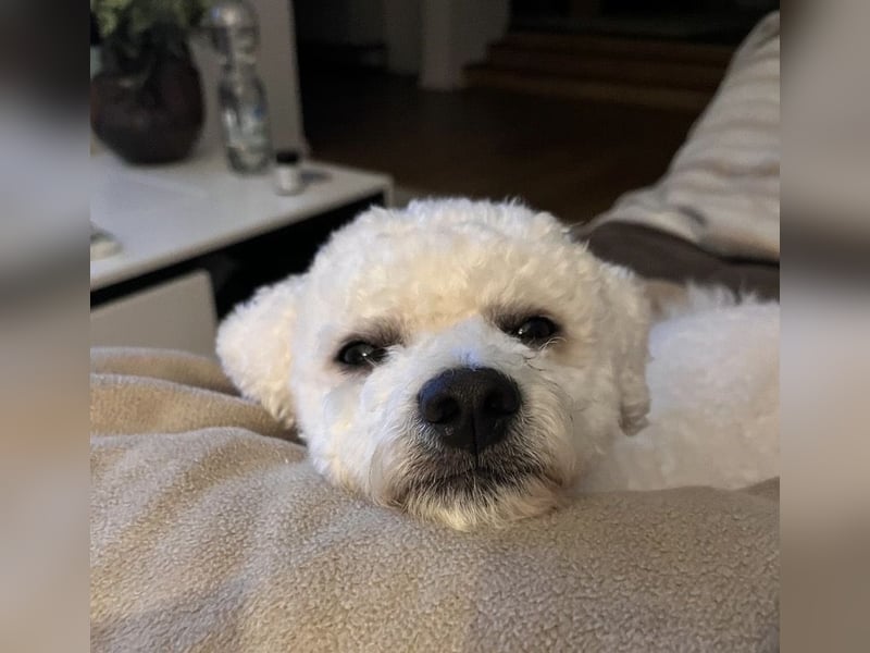 Reinrassiger Bichon Frisé Deckrüde