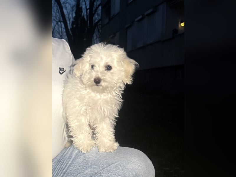 Bichon frisé auf der Suche nach einem neuen Zuhause
