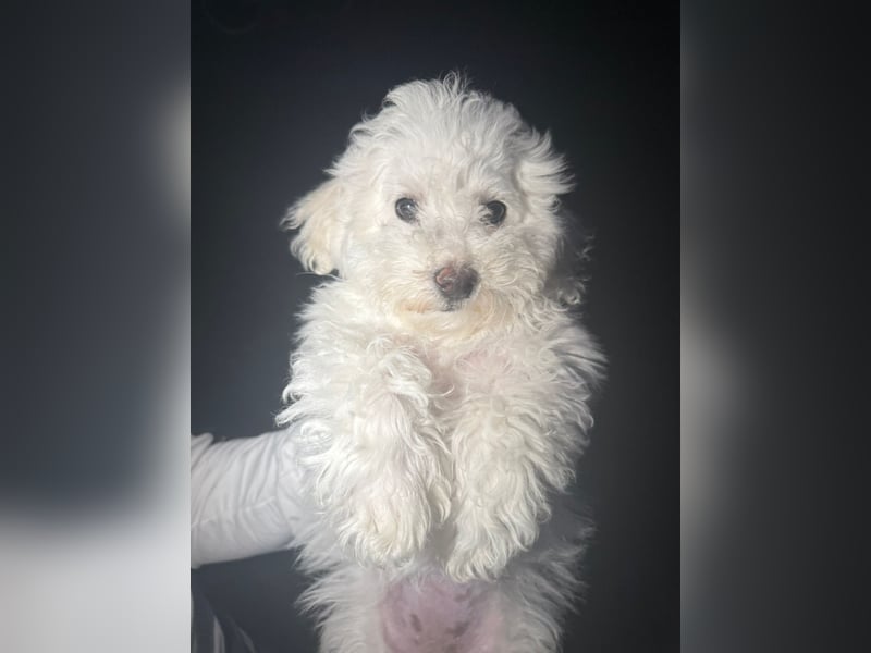 Bichon frisé auf der Suche nach einem neuen Zuhause