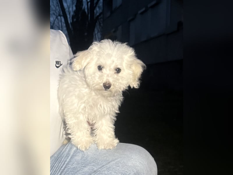 Bichon frisé auf der Suche nach einem neuen Zuhause