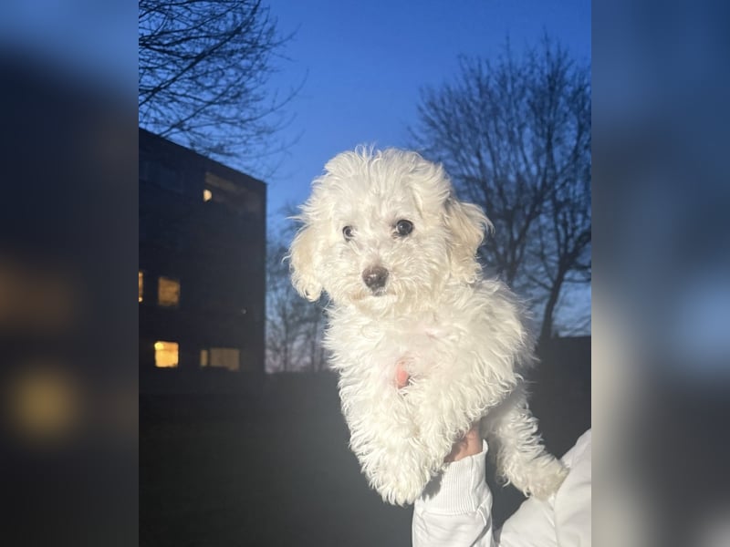 Bichon frisé auf der Suche nach einem neuen Zuhause
