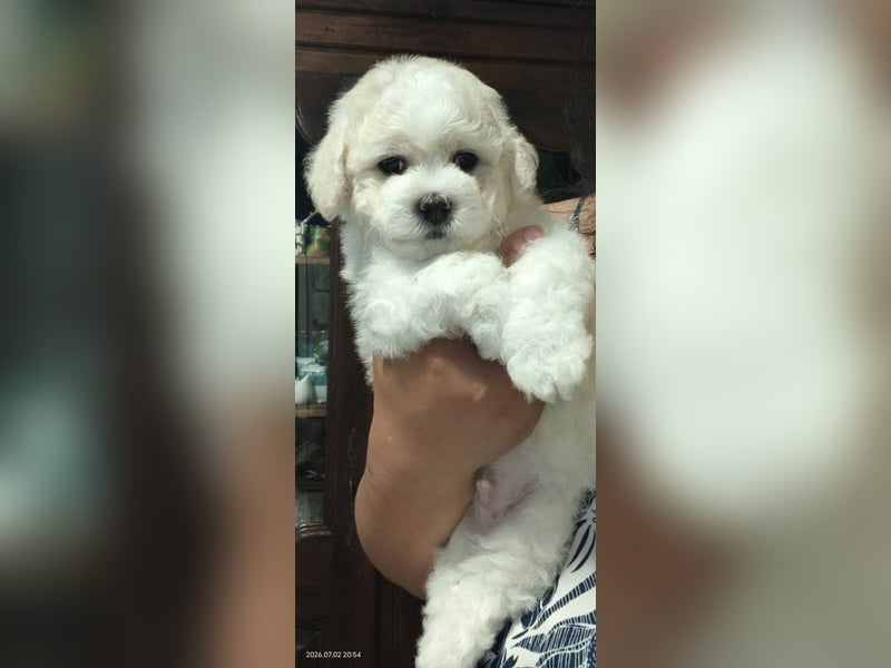 Bichon frise Welpen von Champion Eltern