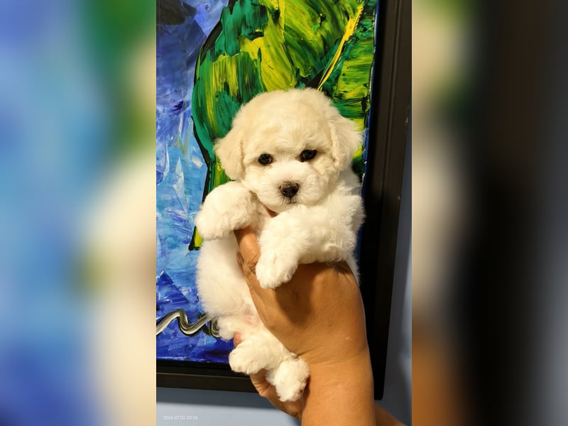 Bichon frise Welpen von Champion Eltern
