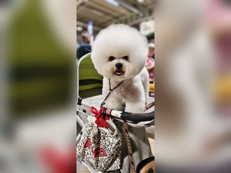 Bichon frise Welpen von Champion Eltern