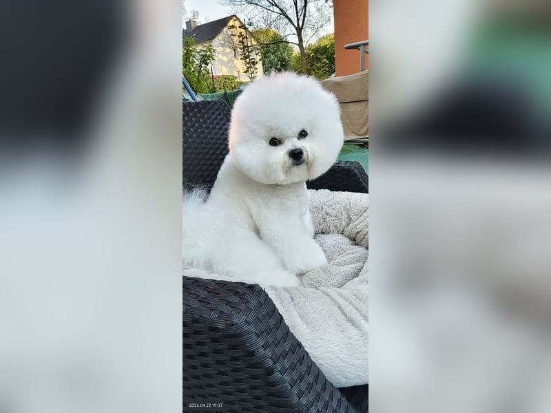 Bichon frise Welpen von Champion Eltern