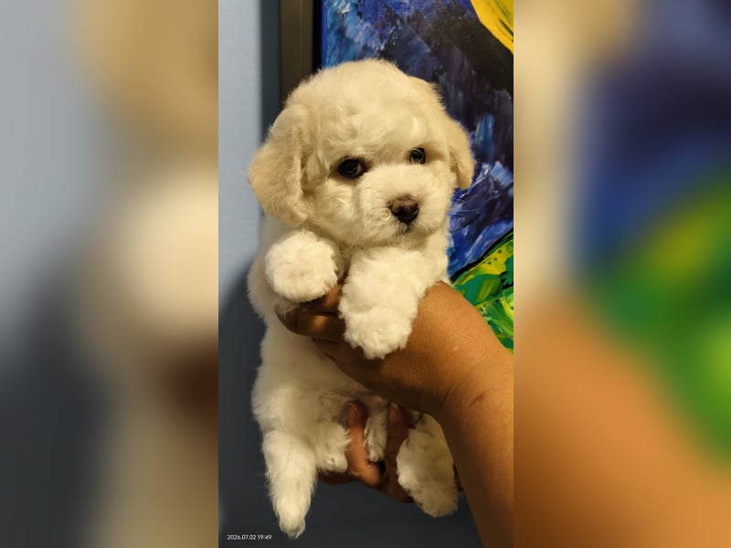 Bichon frise Welpen von Champion Eltern
