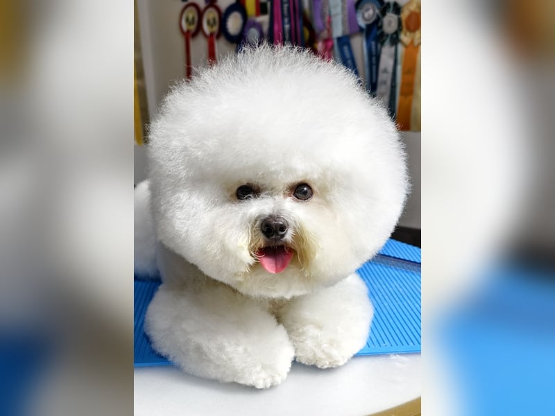 Zwei Rüde von Champion Eltern