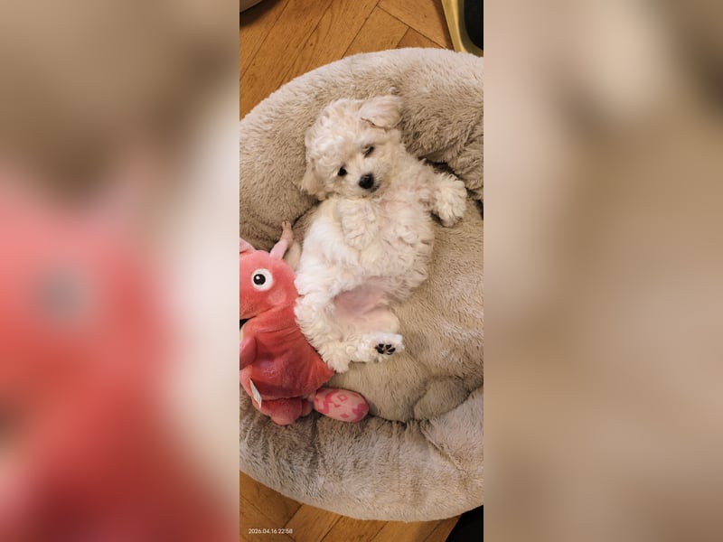 Zwei Rüde von Champion Eltern