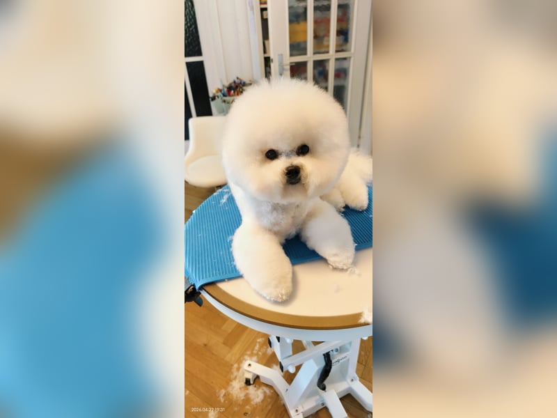 Bichon frise Welpen von Champion Eltern