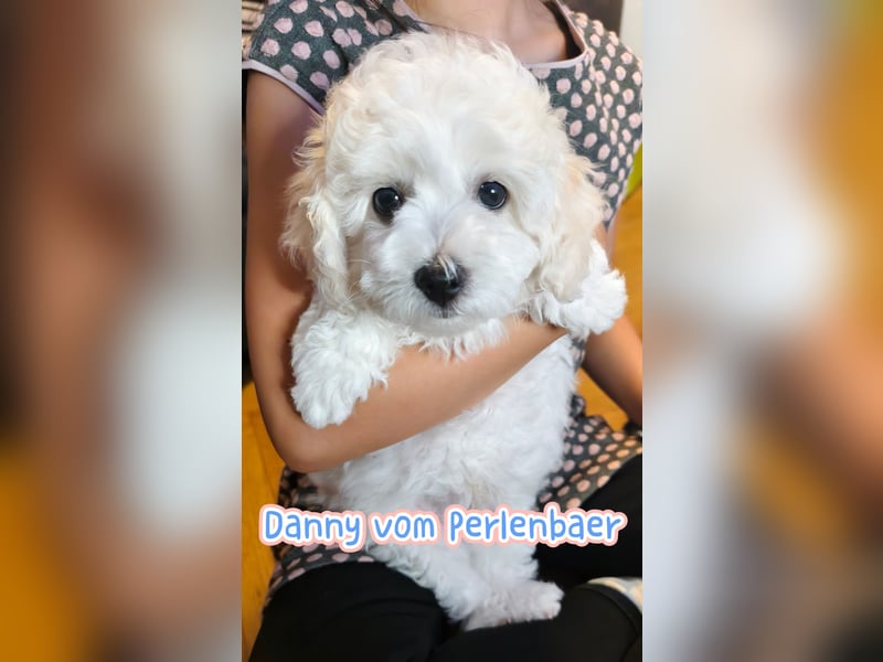 Zwei Rüde von Champion Eltern