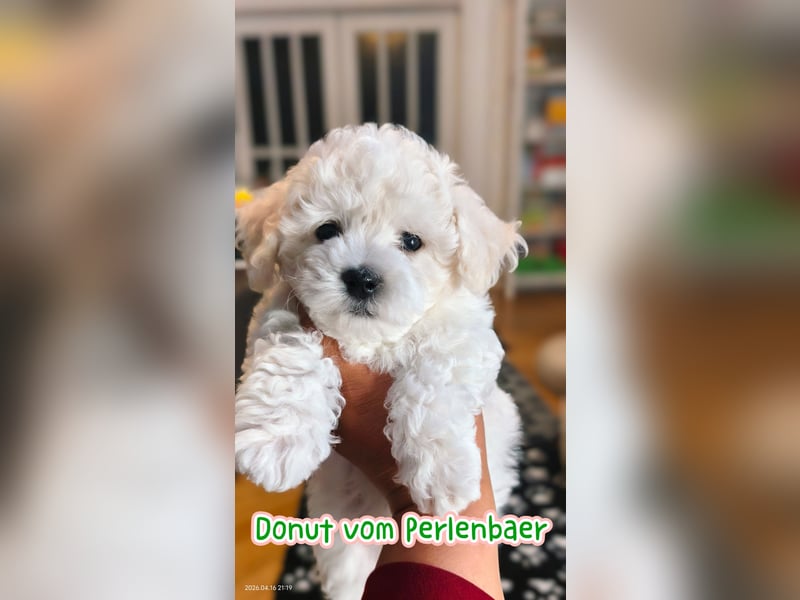 Zwei Rüde von Champion Eltern