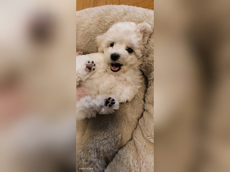 Zwei Rüde von Champion Eltern