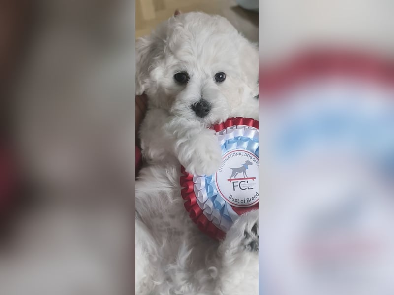 Zwei Rüde von Champion Eltern