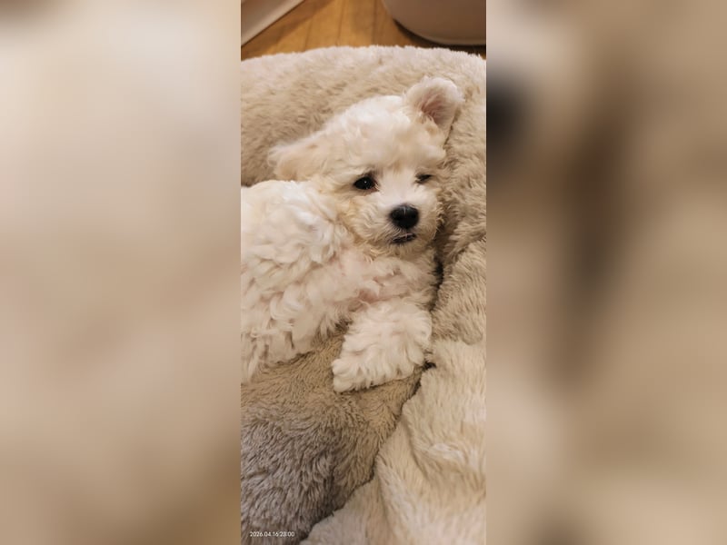 Zwei Rüde von Champion Eltern